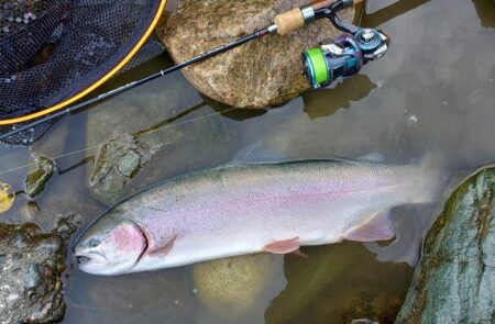 放流日の天竜川ルアーフライテンカラ専用区